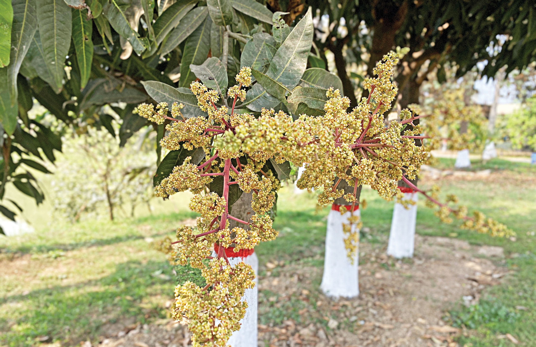 Mango trees in full bloom