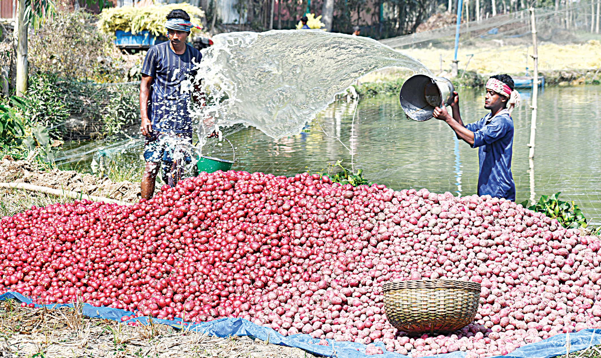 Potato farmers stare at losses as prices dip