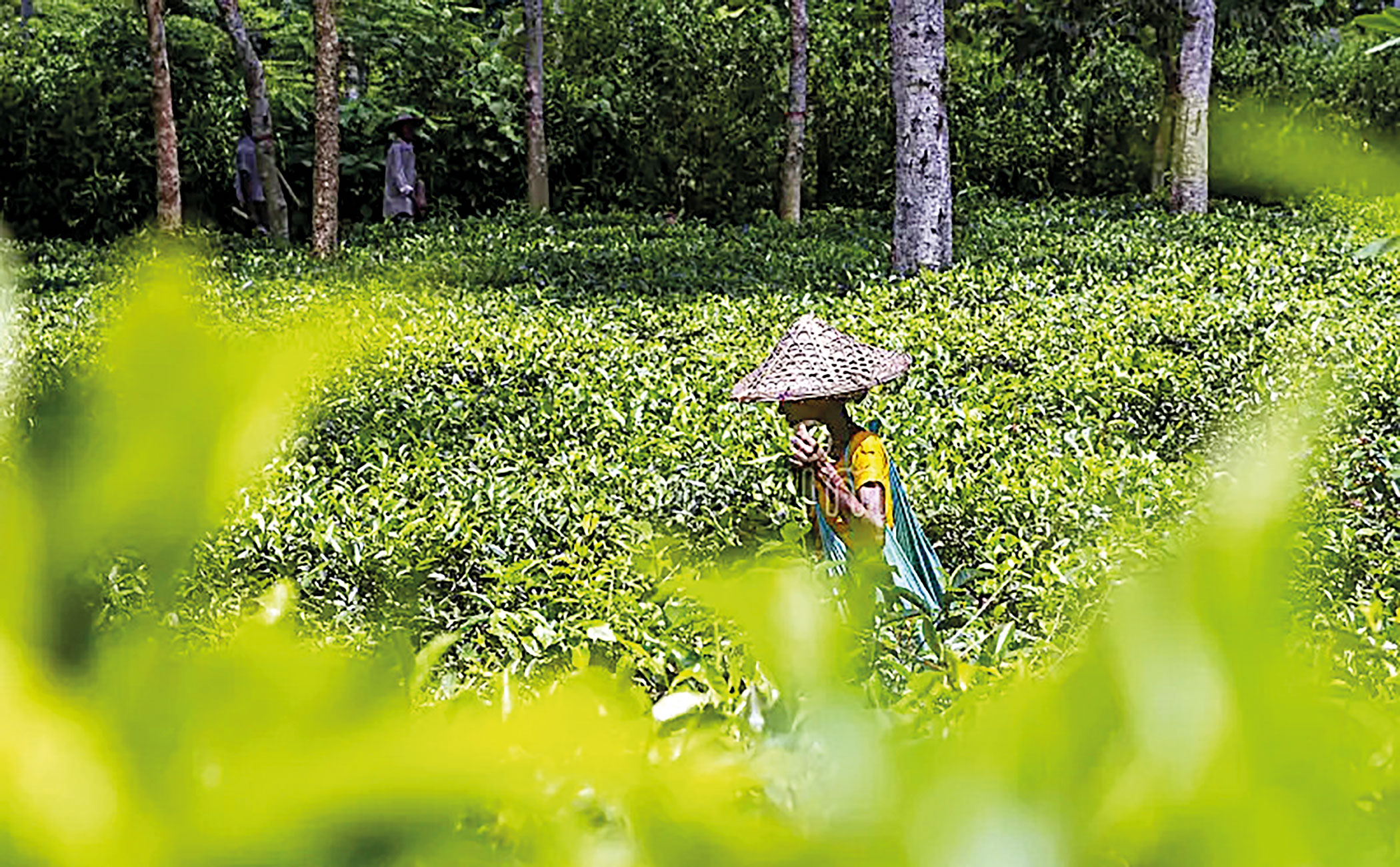 The chain of oppression of our tea-workers