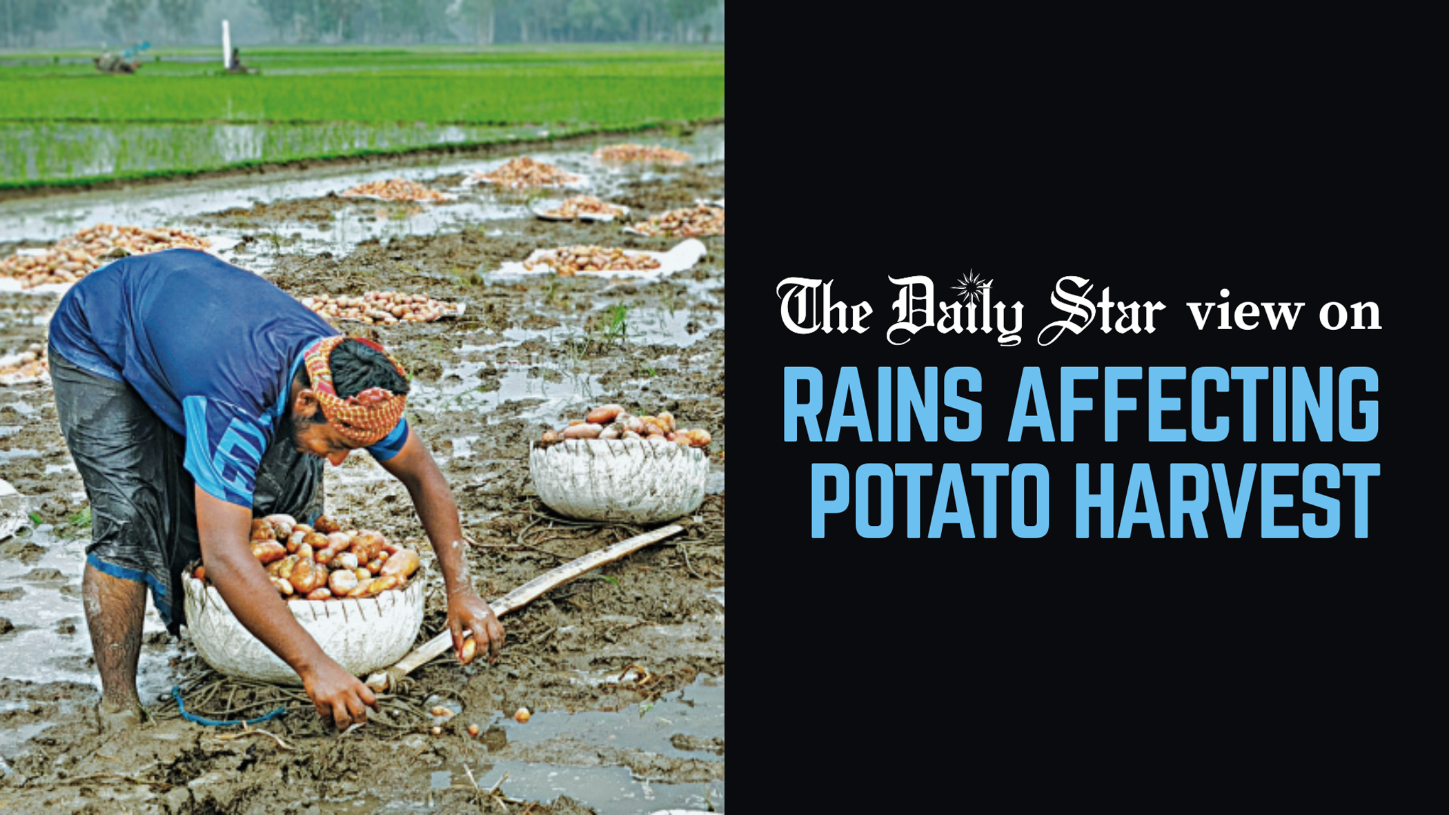 Continued neglect of potato farmers