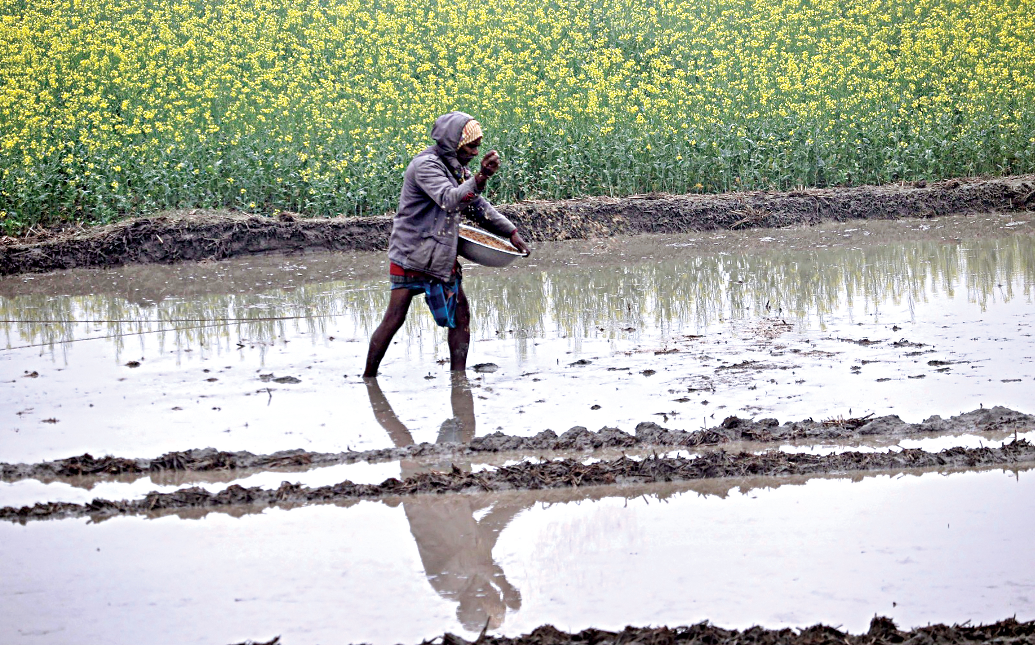A war we did not start is coming for our rice fields
