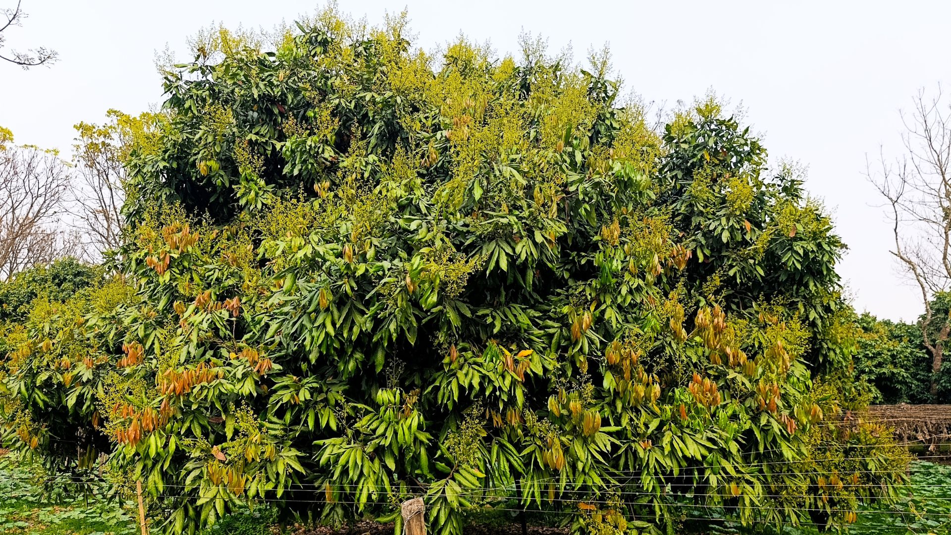 Good weather raises hope for bumper litchi harvest in Pabna