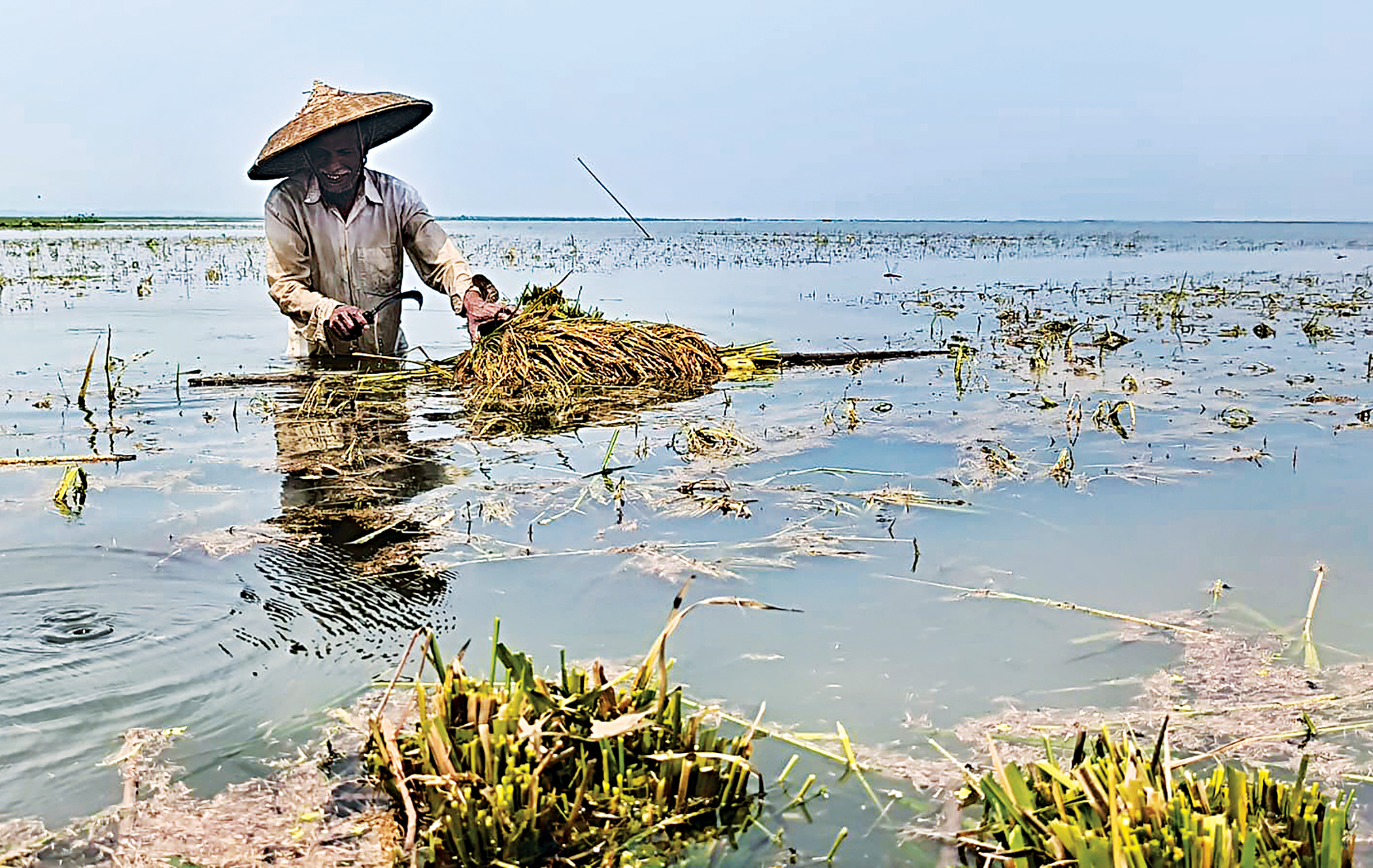Early rain brings misfortune for haor farmers