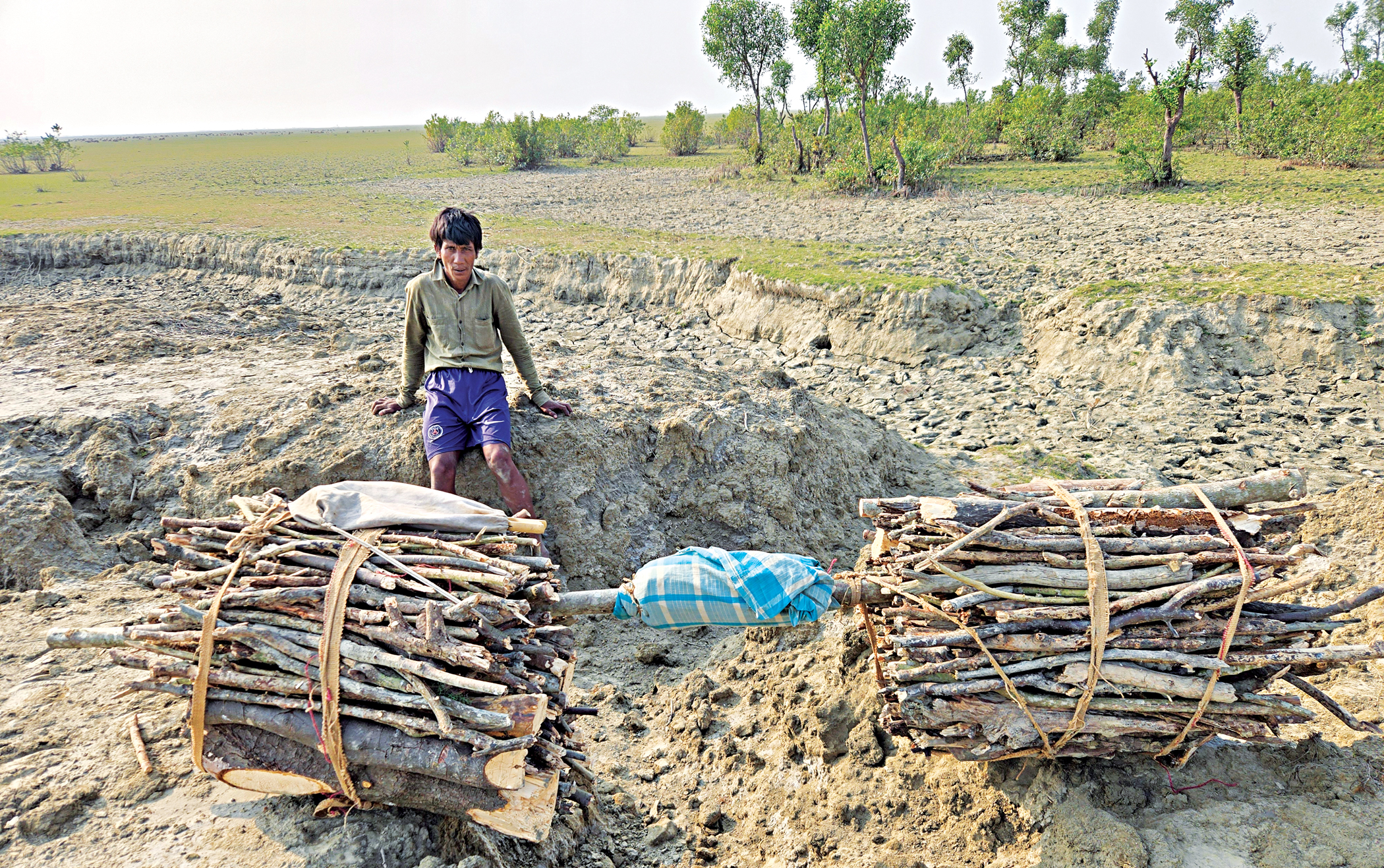 Bhasan Char forest bears brunt as LPG runs dry