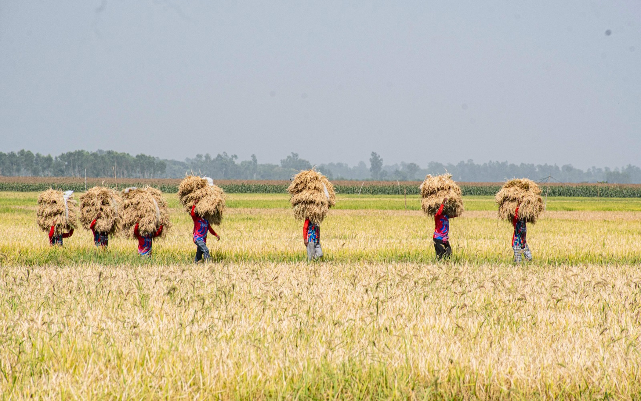 Bangladesh’s food insecurity warning cannot be ignored