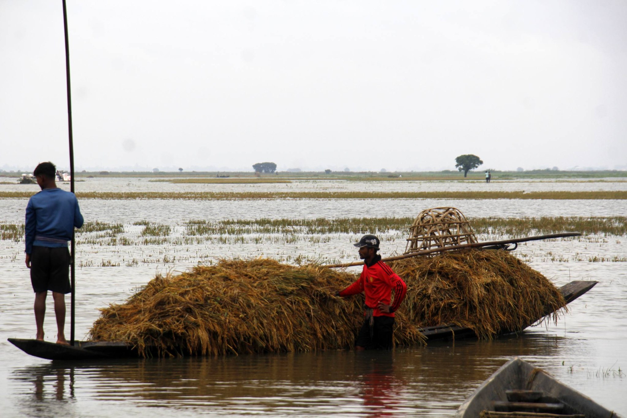 Early floods devastate Habiganj haors; Boro farmers staring at heavy losses