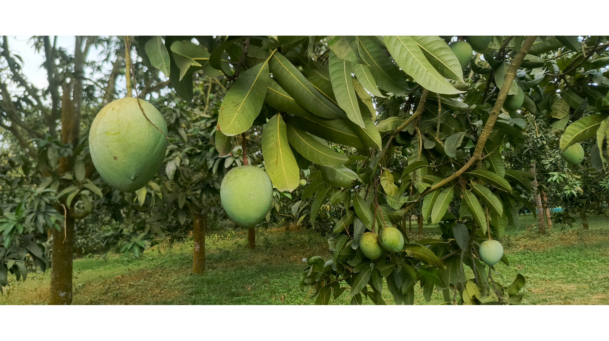 Mango harvest begins May 15