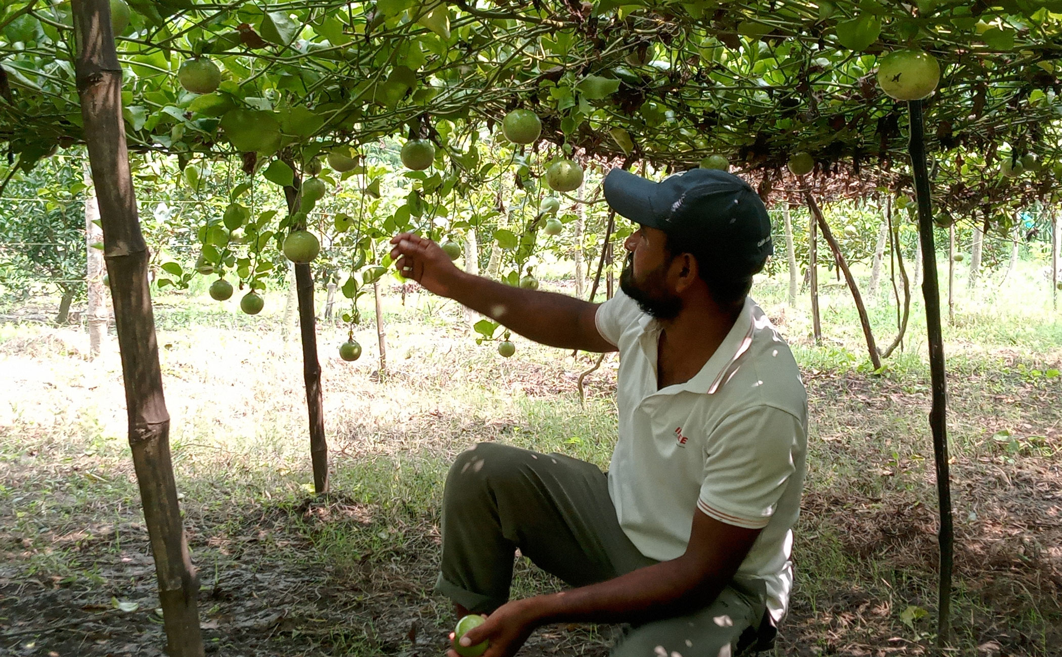 Passion fruit farming gains ground in Jhenaidah