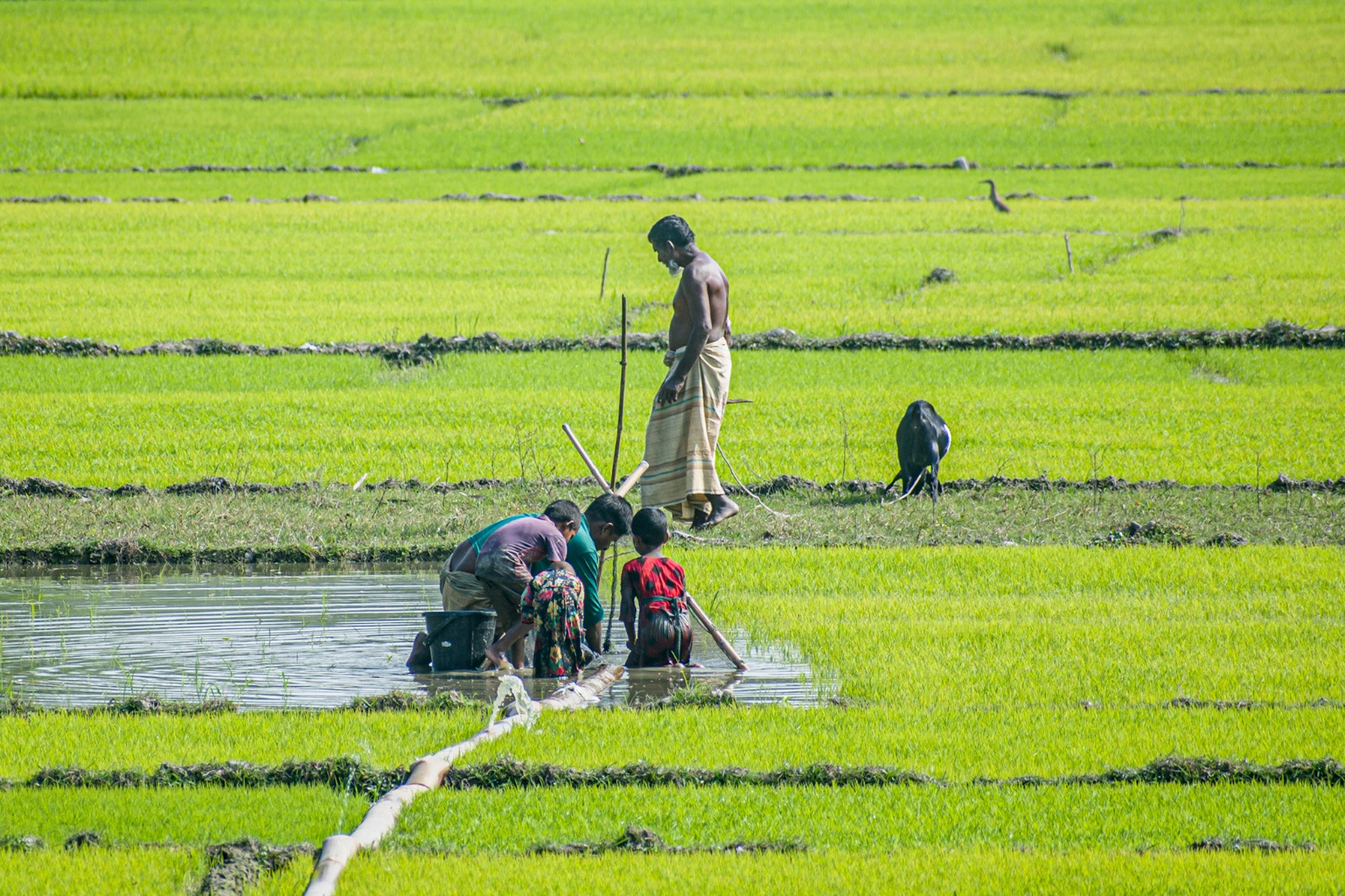 How to grow more rice without draining the land