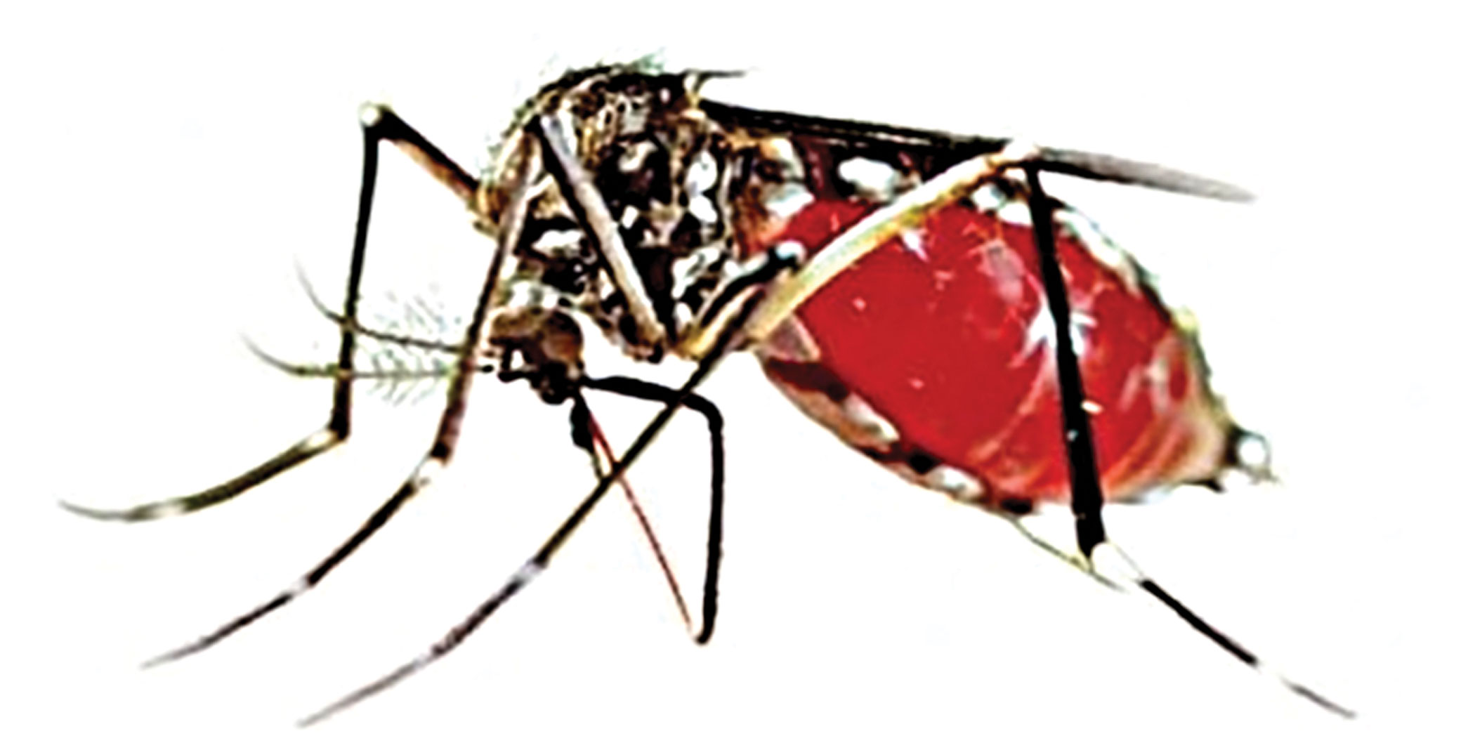 Daily dengue cases hit record high