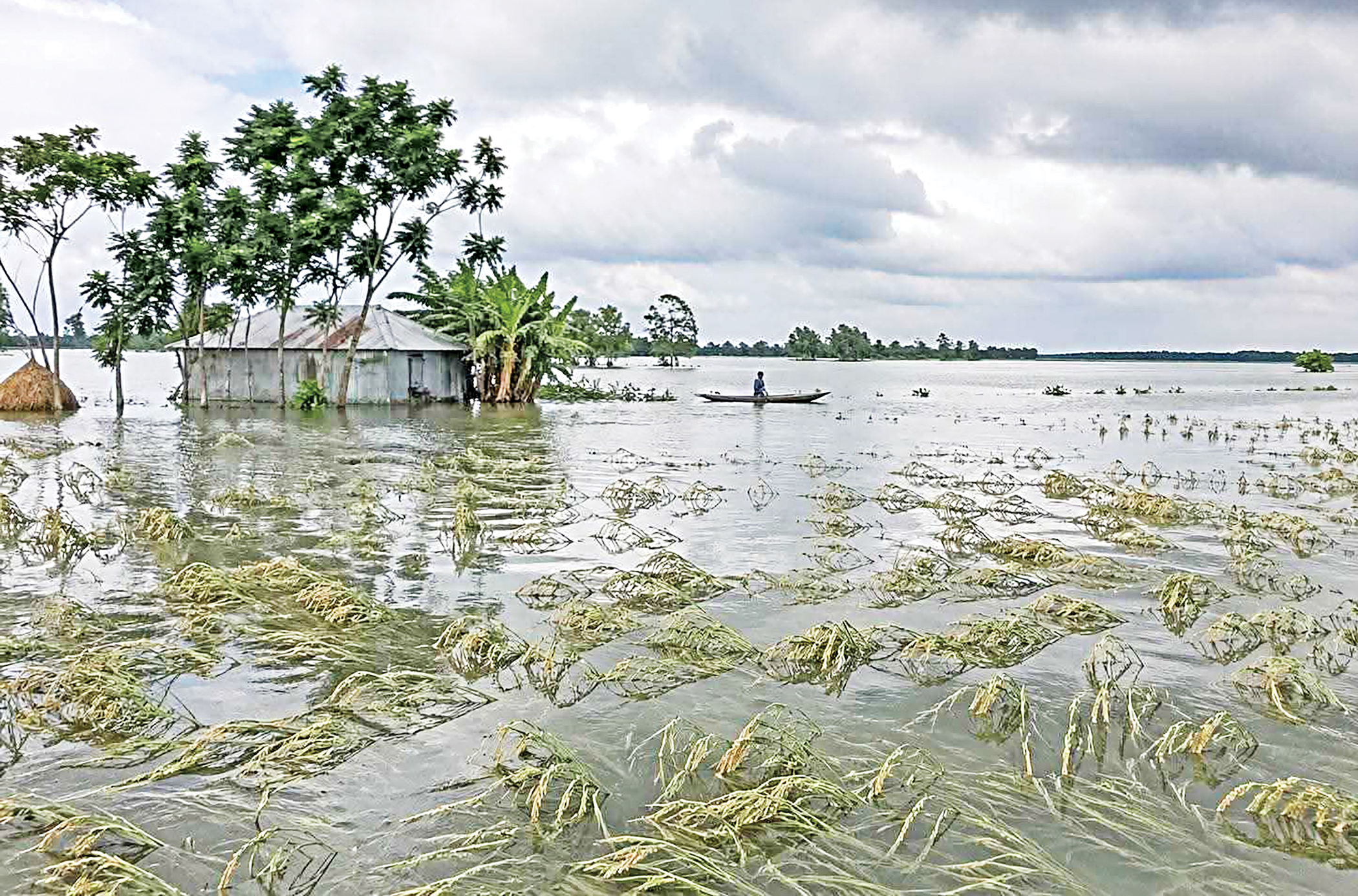 Farming in Haors: Harvest or not, heartbreak almost certain