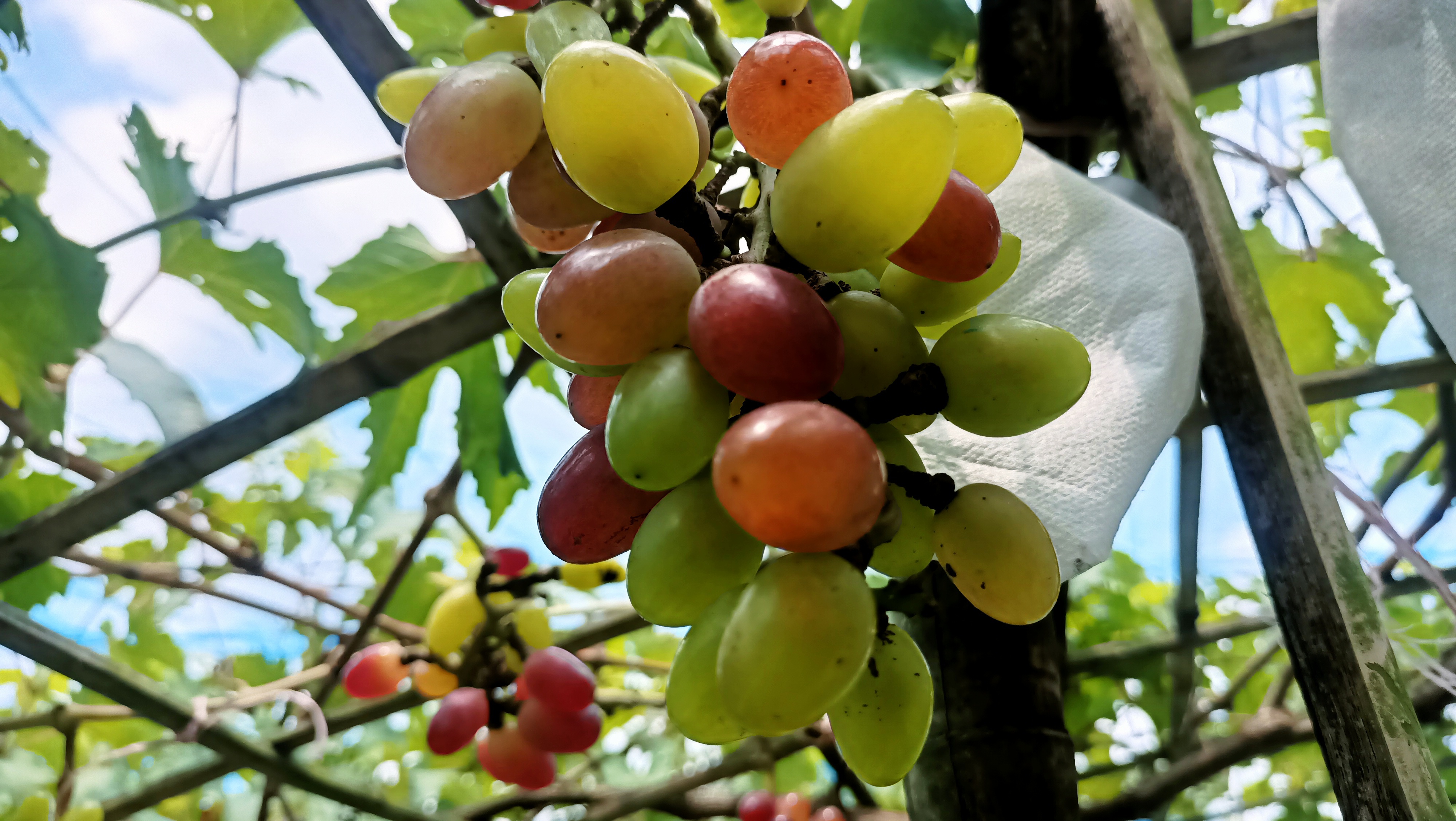 Kurigram grape farming success inspires farmers