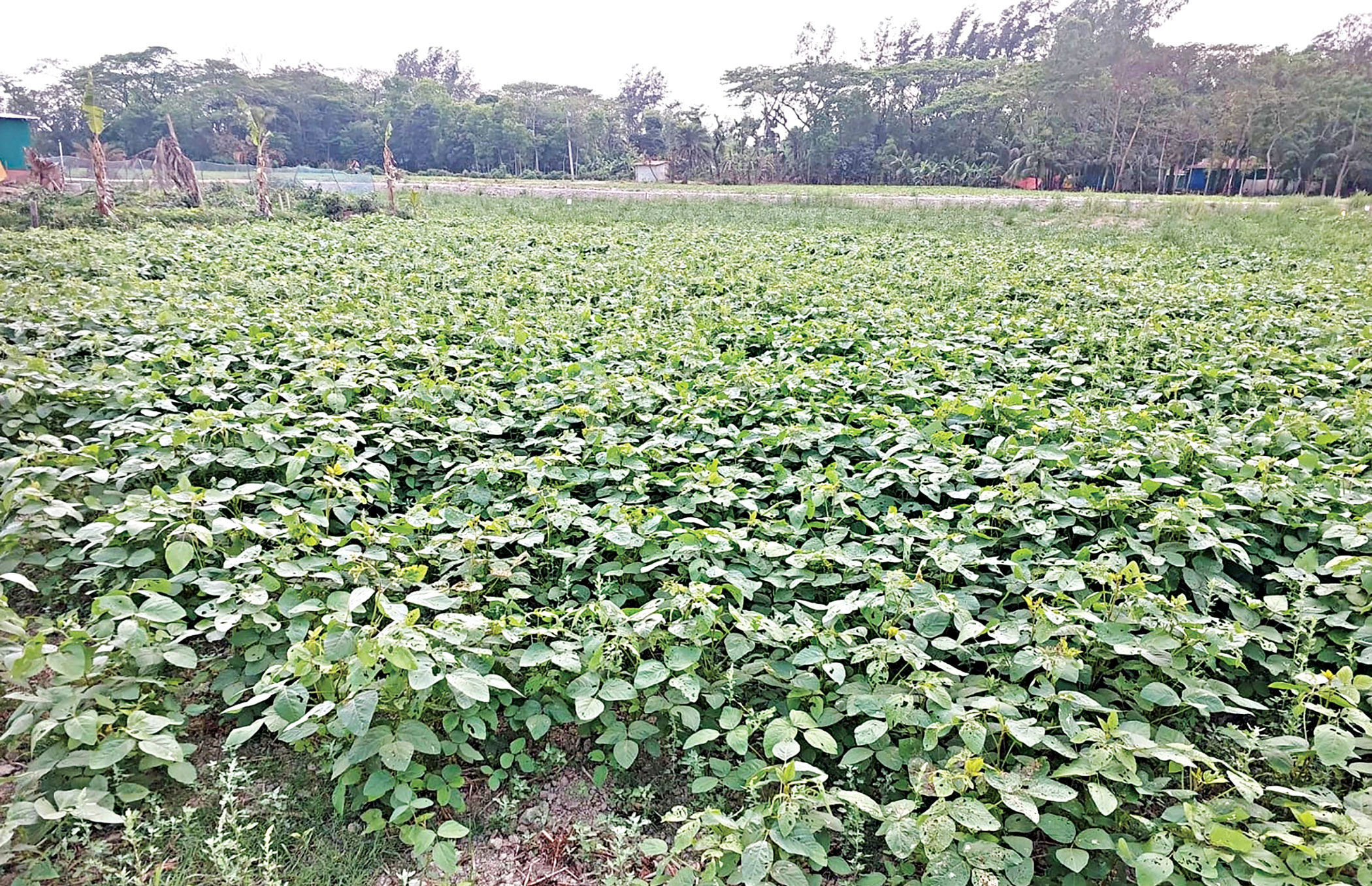 US now Bangladesh’s top soybean supplier