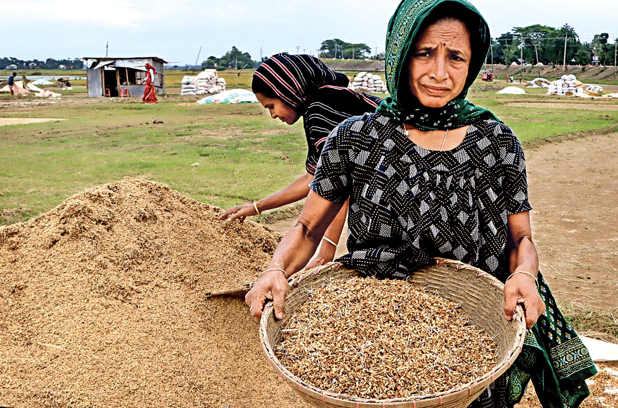 Haor harvest stifled by rain, labour shortfall