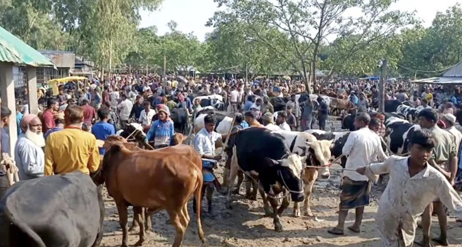 Cattle trade gains pace in Barguna