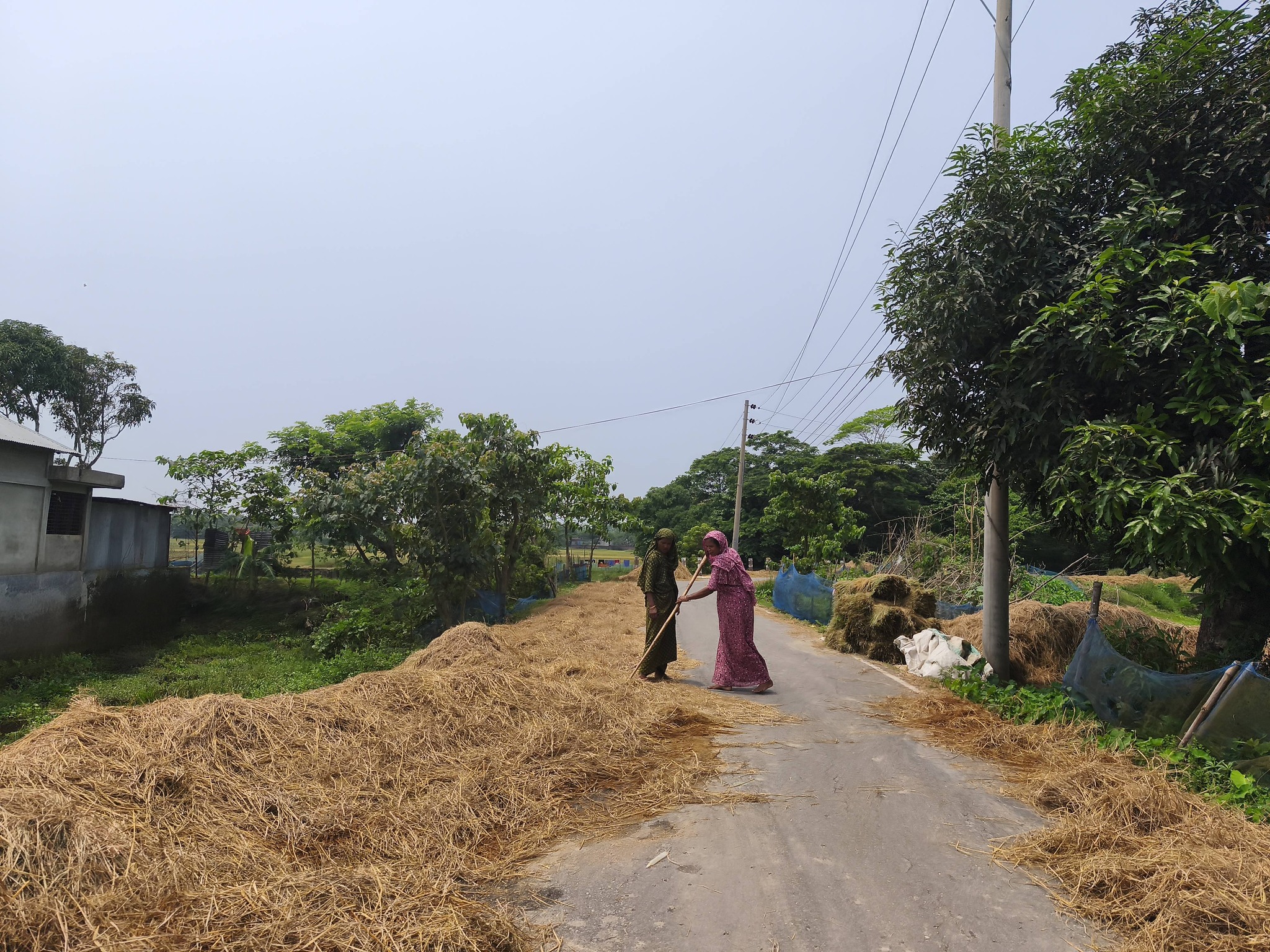 Floods trigger cattle feed crisis in Sylhet haor region