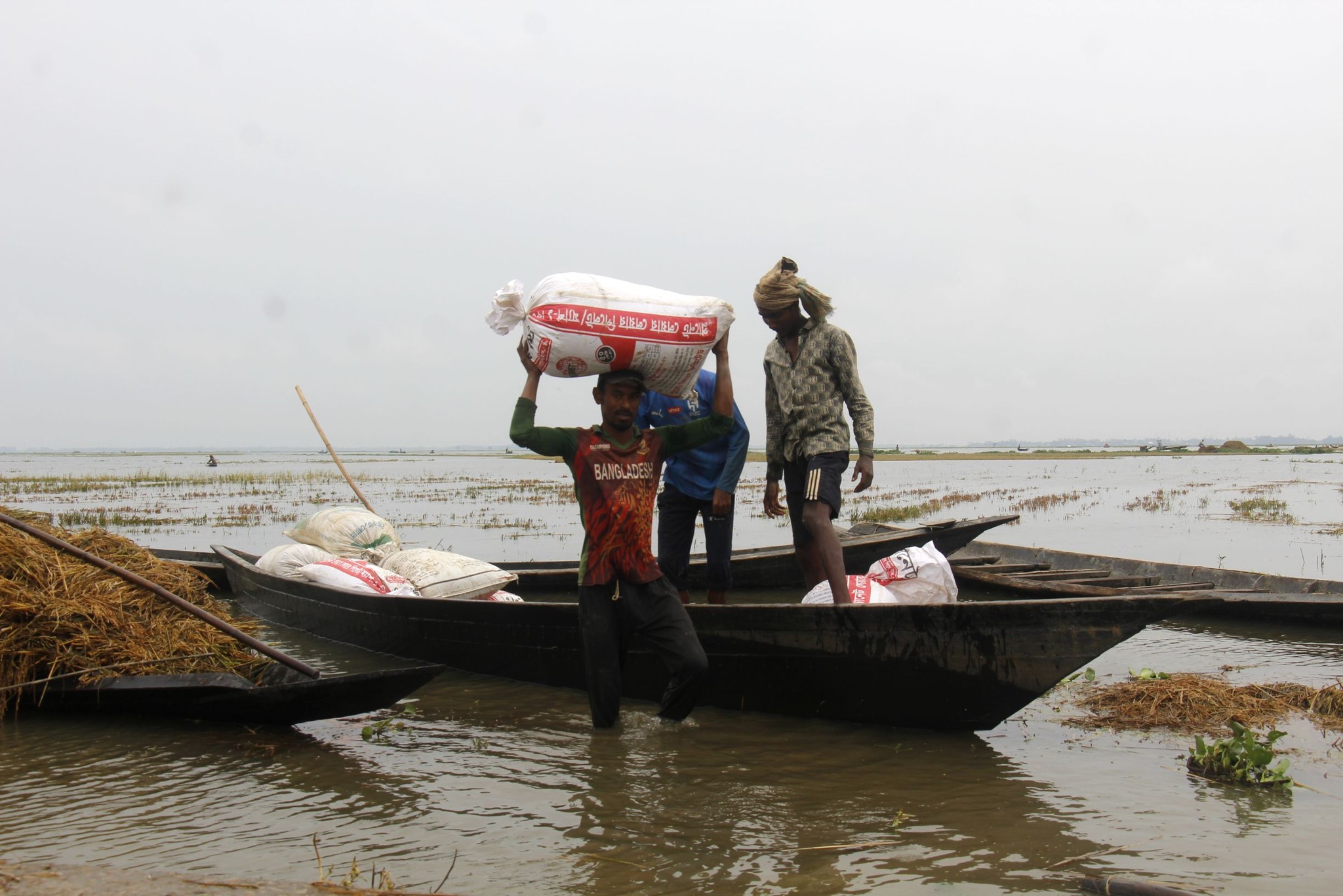 Tea garden workers step in to save haor paddy harvest