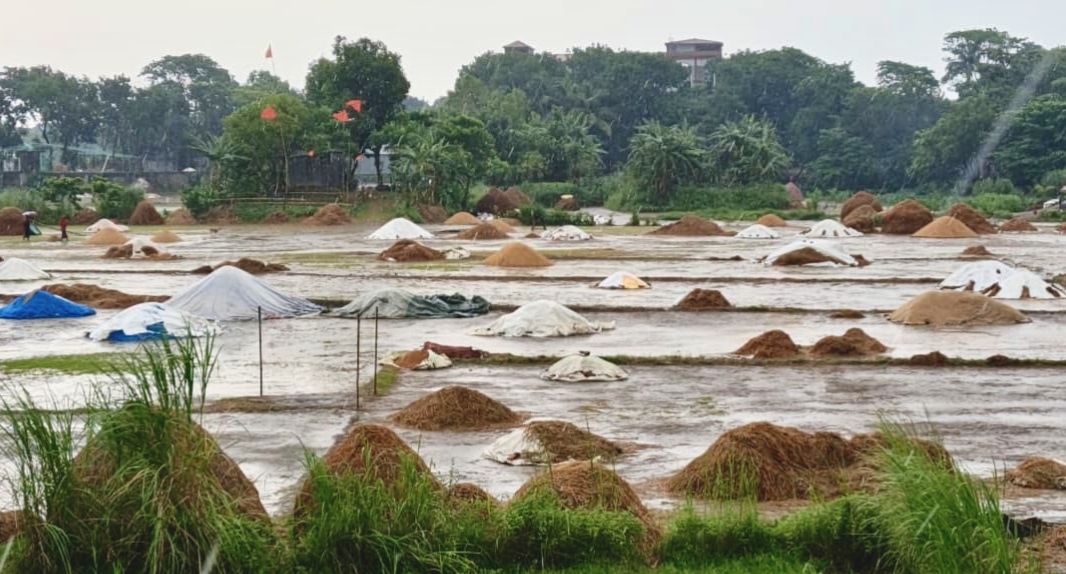 Haor farmers are dying, why does no one care?
