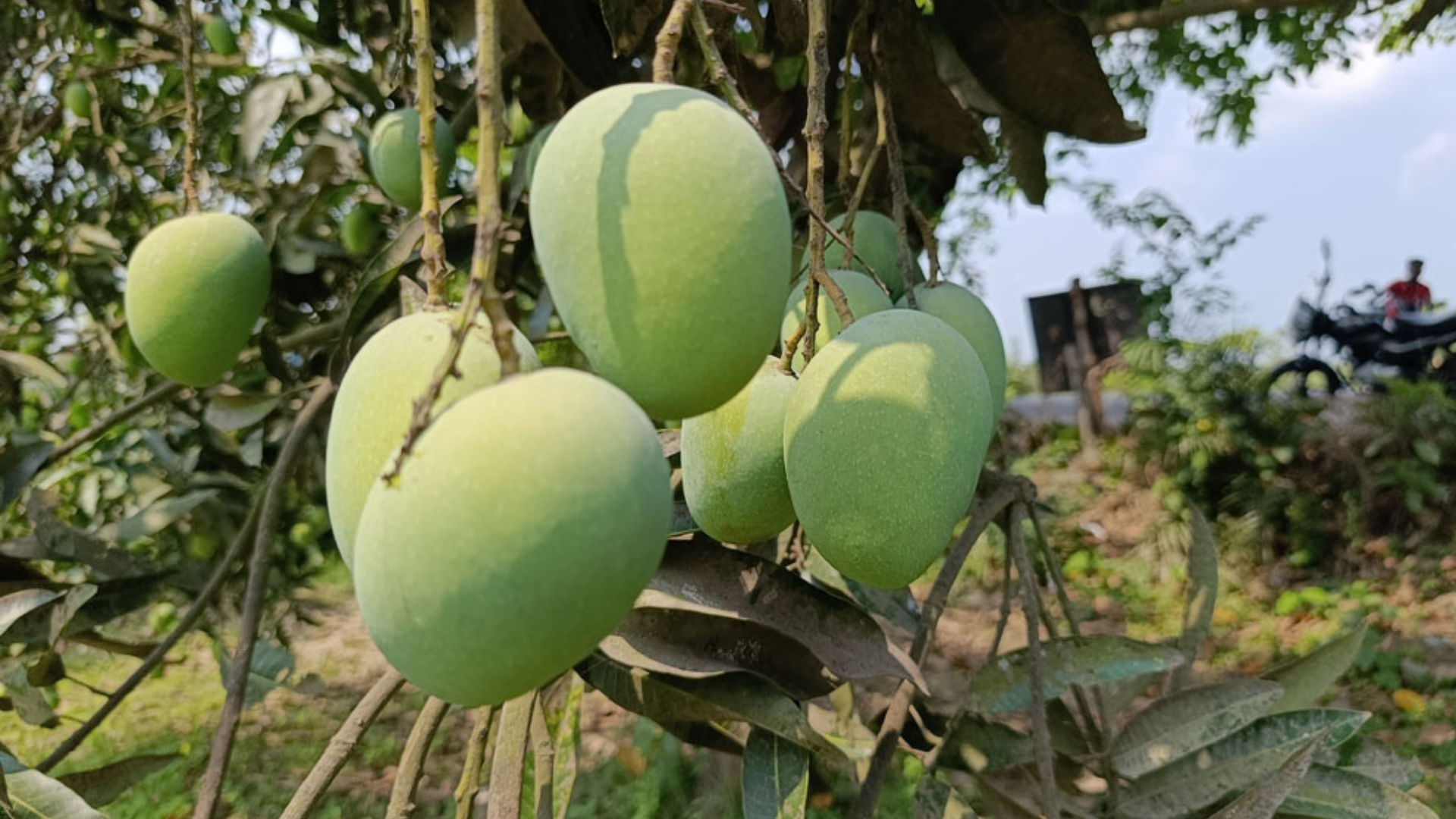 Bumper mango yield rekindles hope among Natore farmers