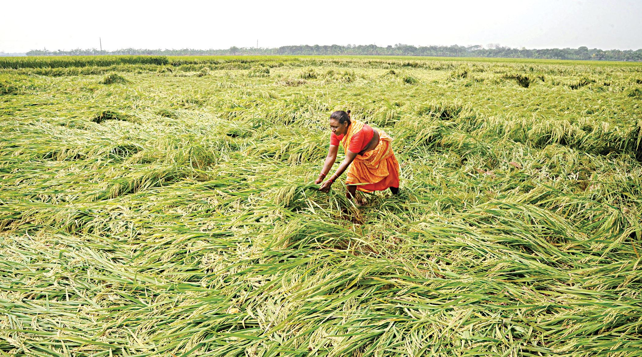 Haor farmers sink into debt, misery