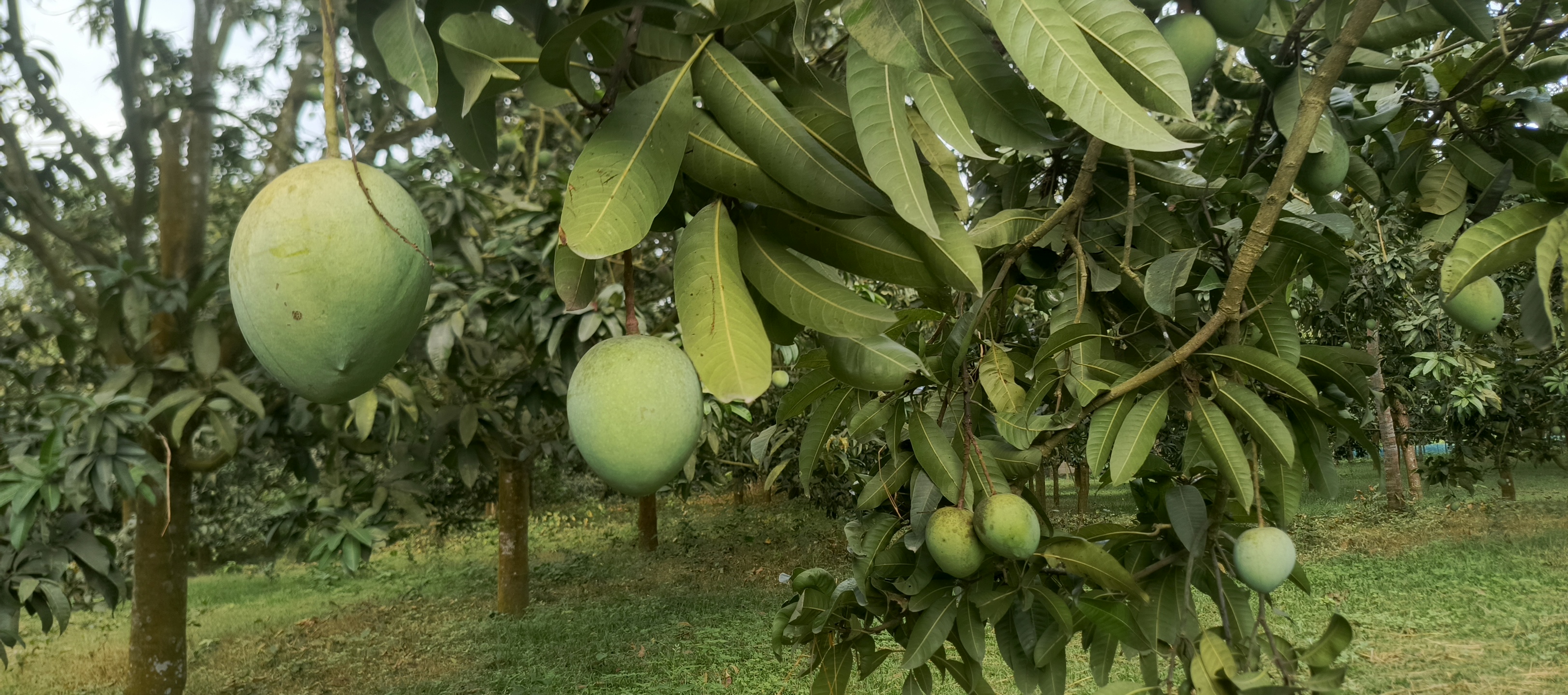 Despite storm losses, growers eye bumper Haribhanga mango harvest in Rangpur