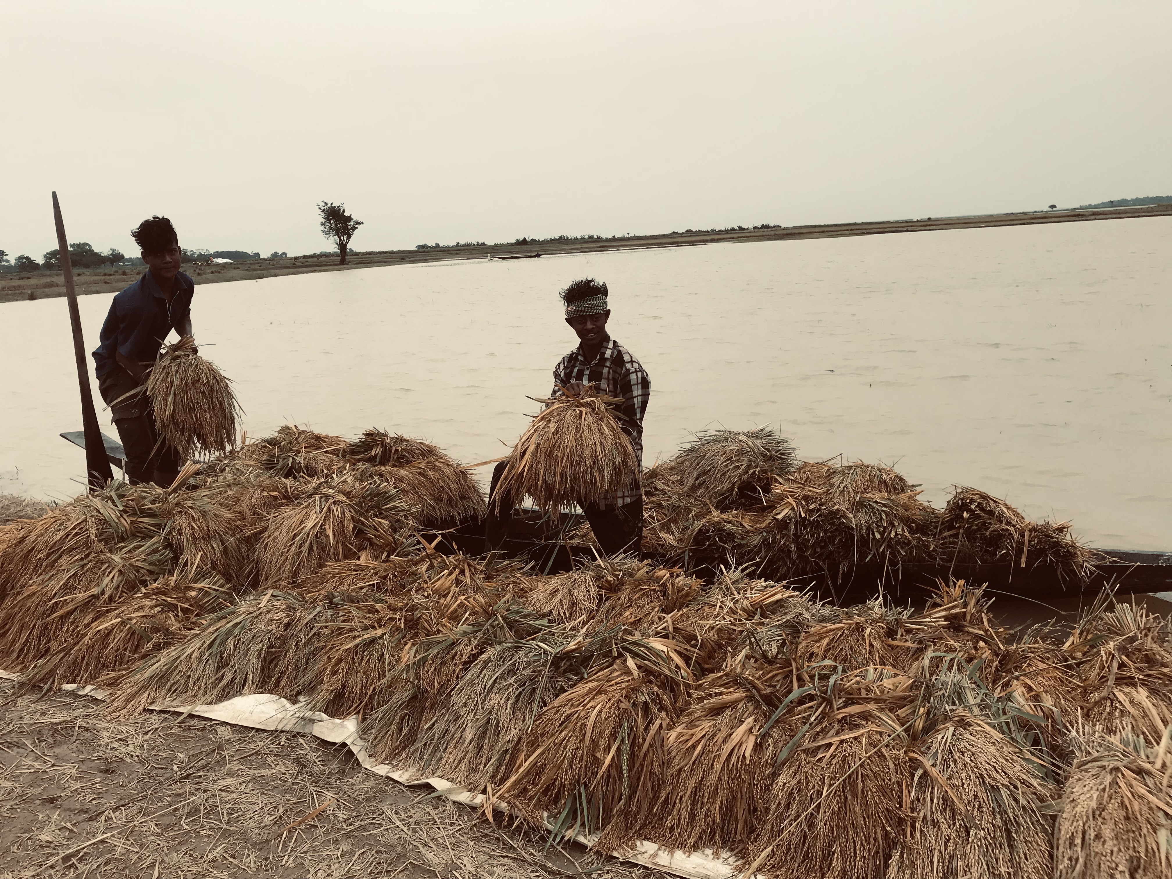 The slow death of the haors and their swamp forests