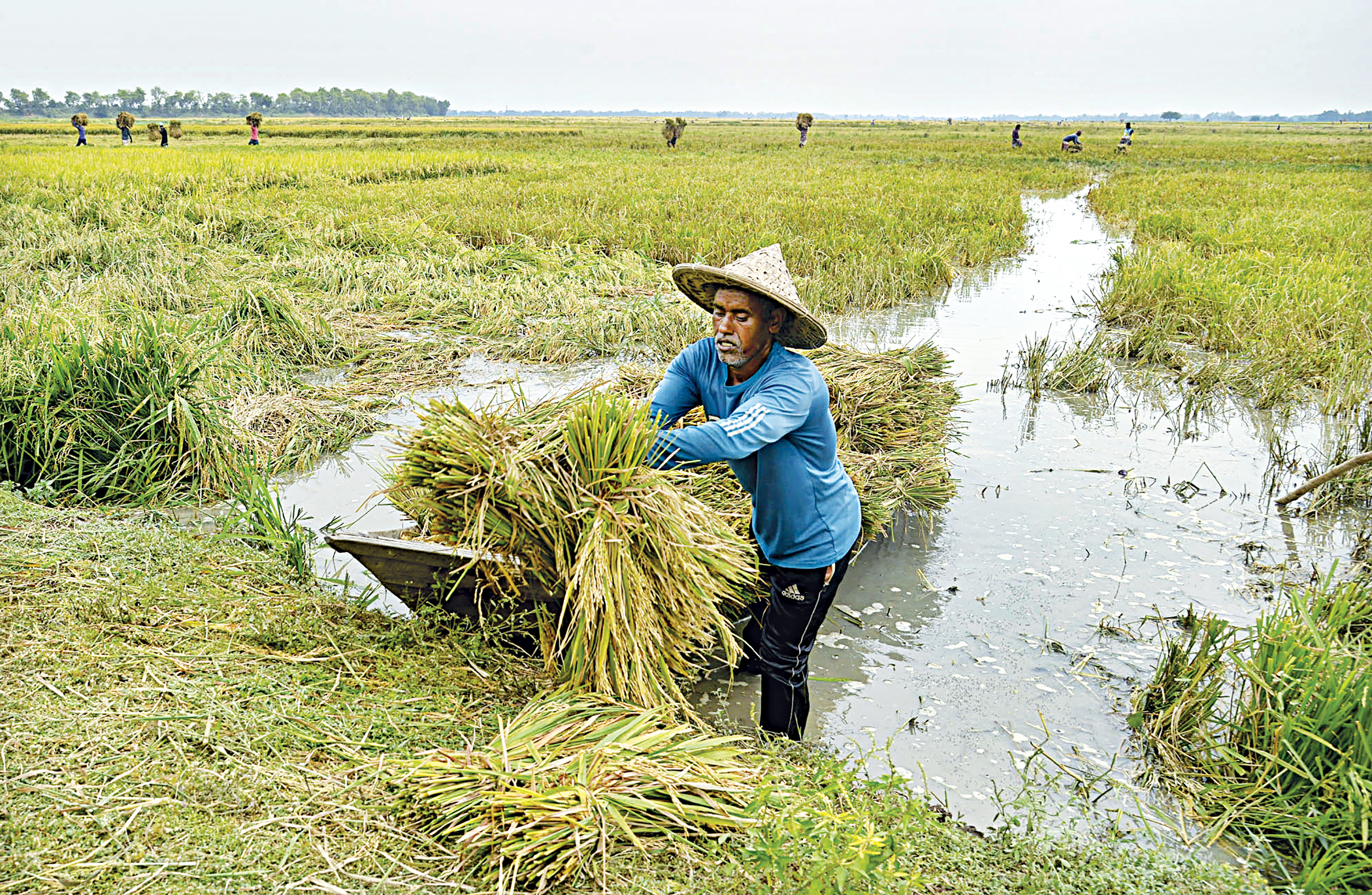 Farmers race to save crops as rains pause