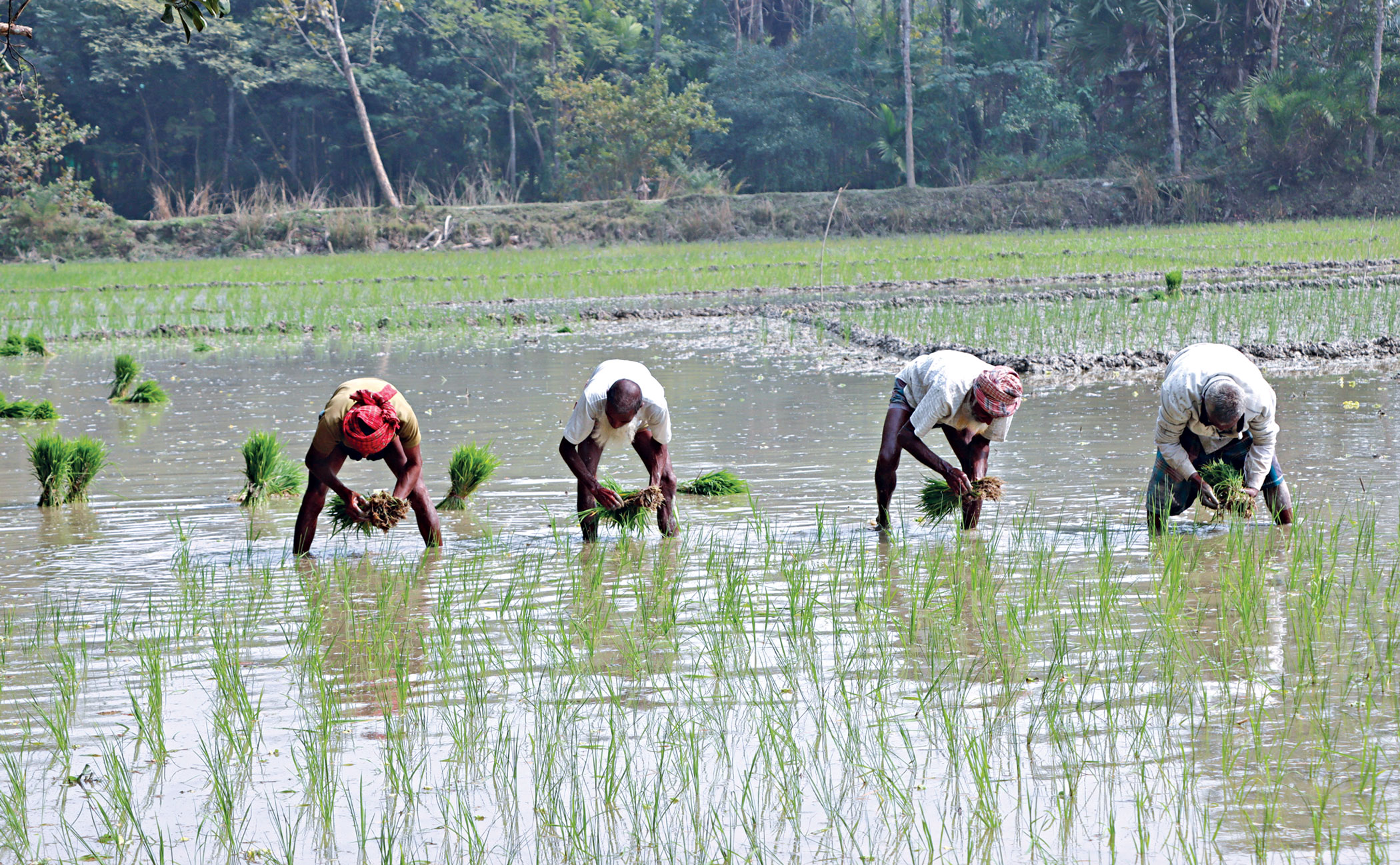 Farmers with smart cards to get priority in farm loans: BB