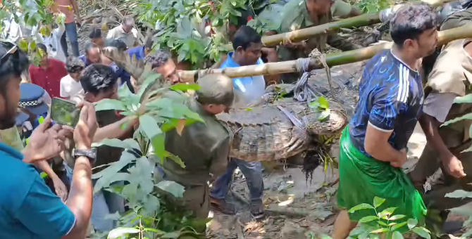 Last crocodile removed from Khan Jahan Ali Mazar pond, ending centuries-old tradition