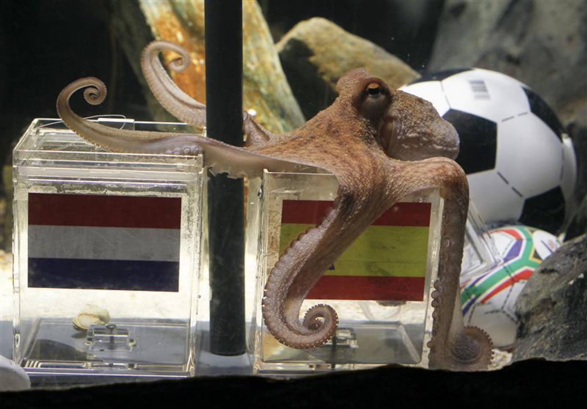 Remember Paul the Octopus from the 2010 FIFA World Cup?