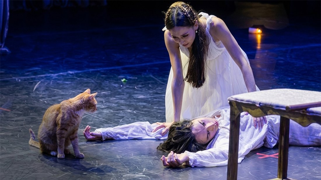 Cat steals the spotlight during tragic finale of ‘Romeo and Juliet’