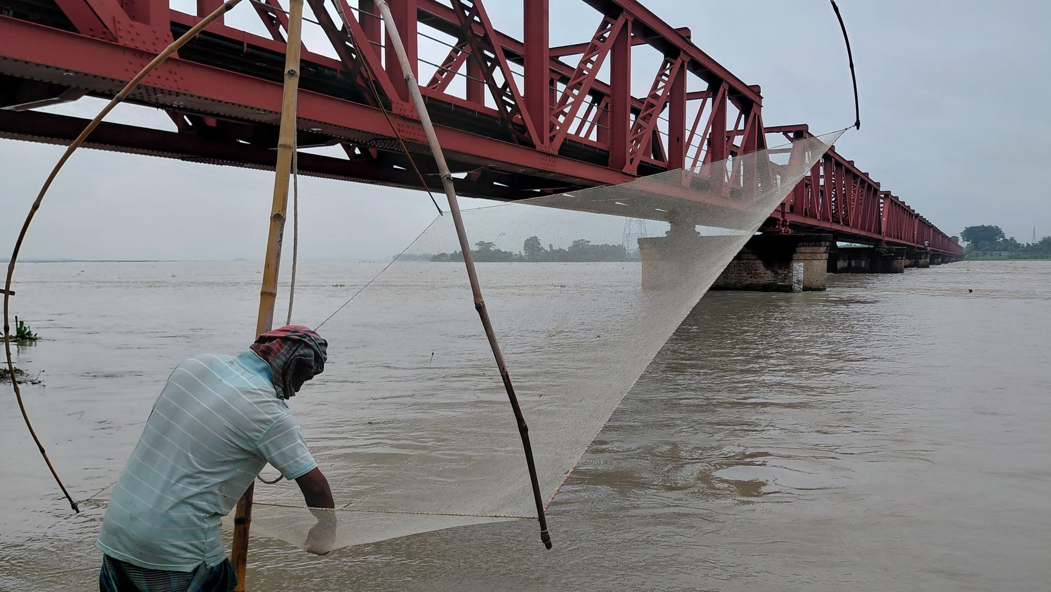 Teesta: A river losing its fish and its lifeline