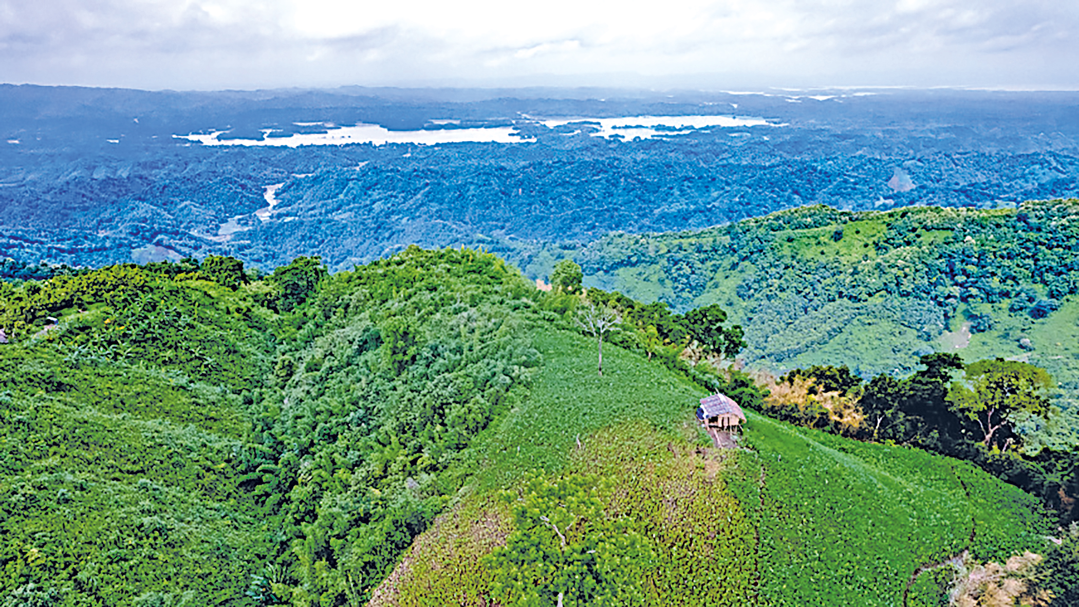 Can Bangladesh’s 250 million tree pledge succeed?
