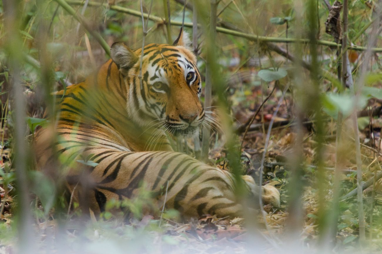 Ecology, not politics, determines whether tigers survive