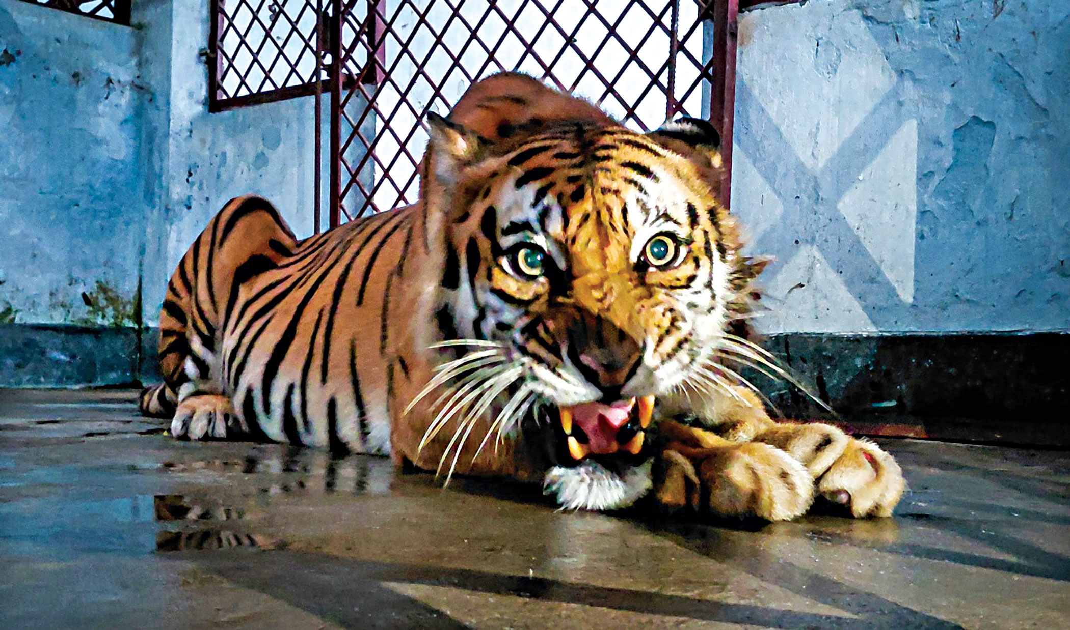 Where did the released tigress go?
