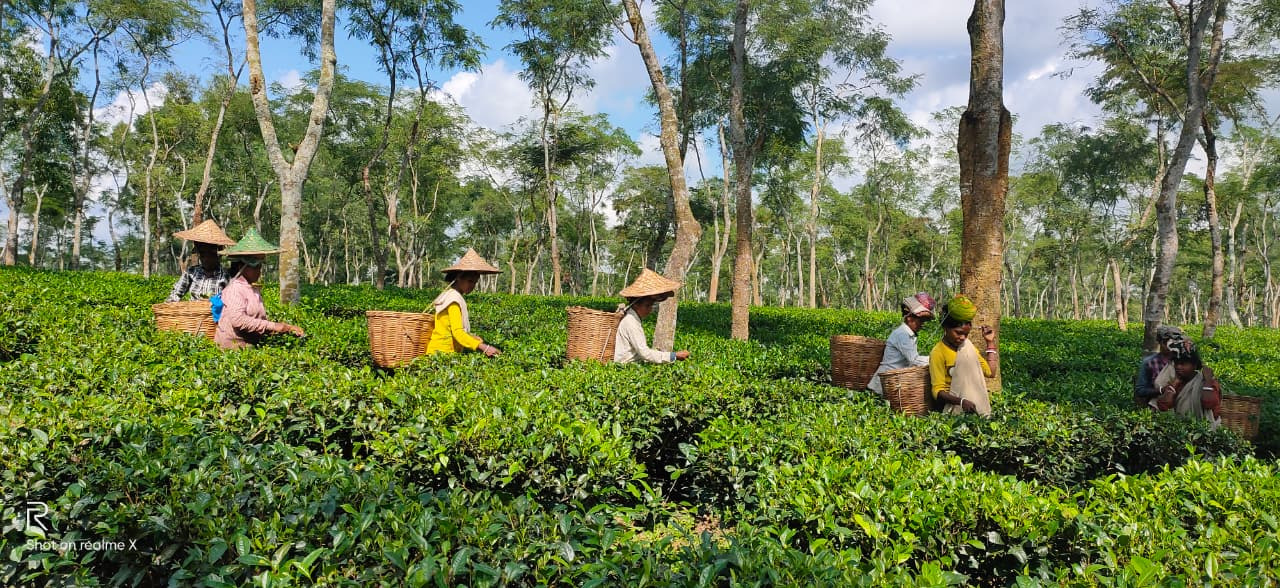 Tea, toil and a fading heritage