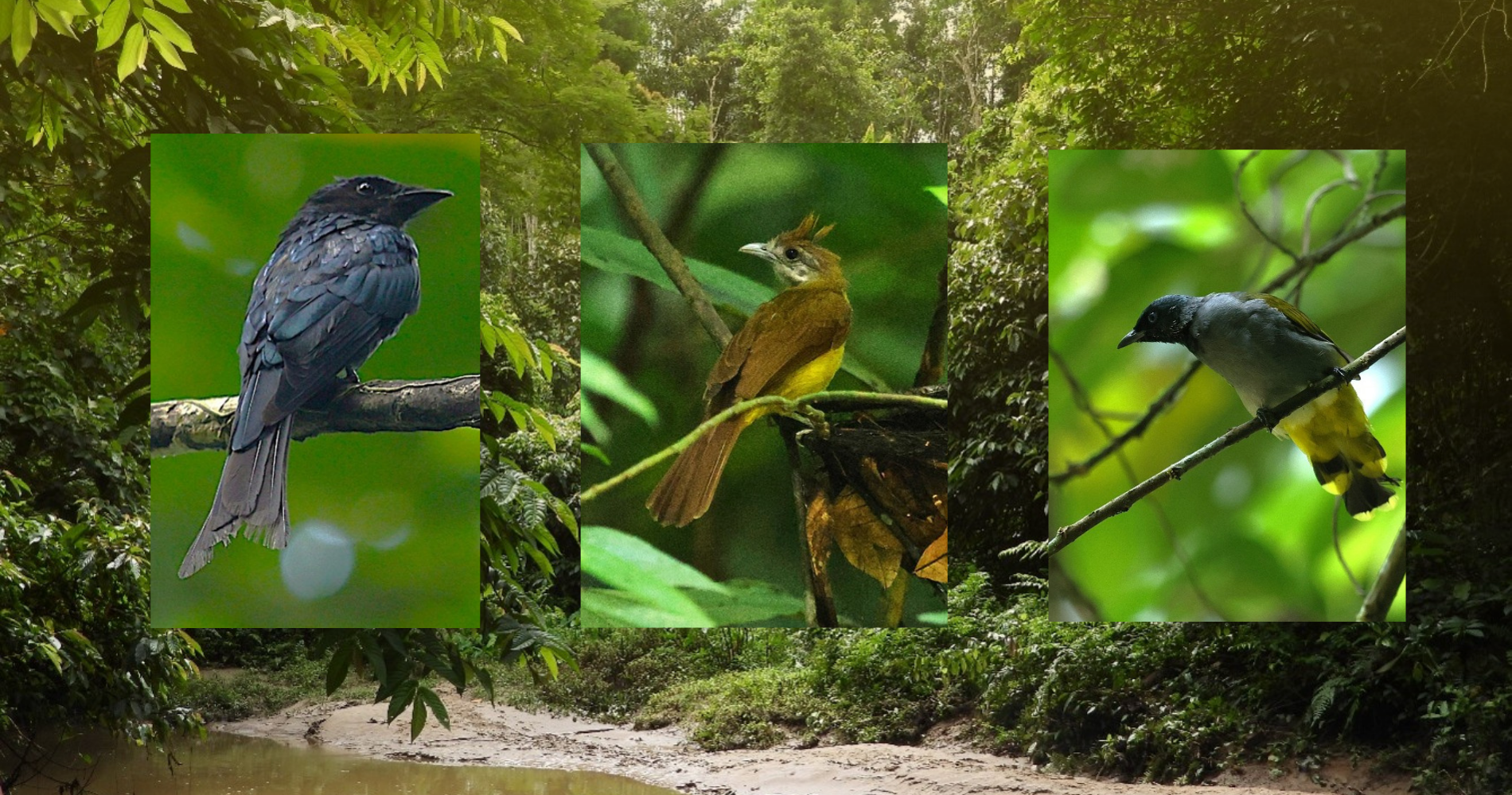Gibbons, kingfishers and the changing world of Adampur Reserved Forest