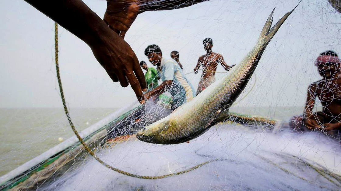Where have Bangladesh’s hilsa gone?