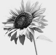 Party Symbol
