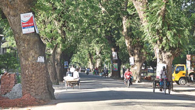 Status-quo on felling trees on Jessore Road 