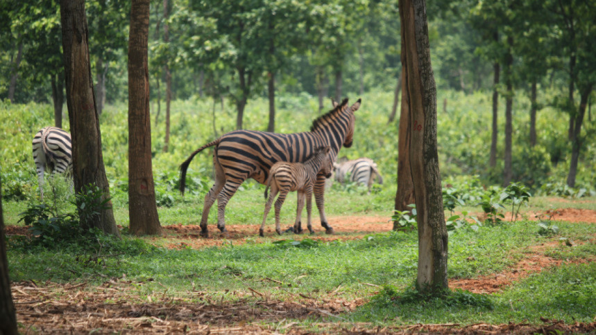 Nitrate poisoning behind death of 11 zebras: medical board member