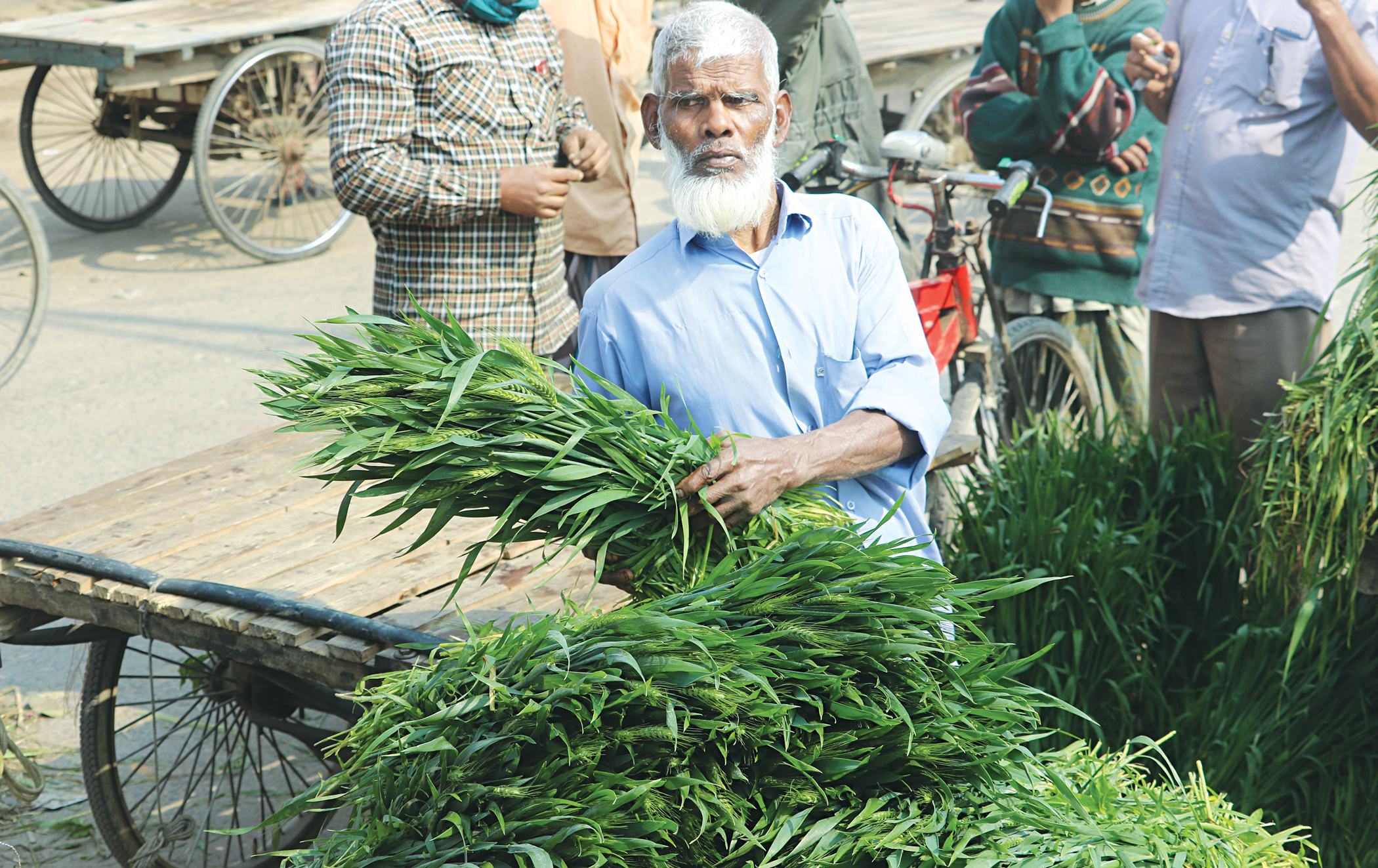 Farmers sell wheat spikes to make higher profit 