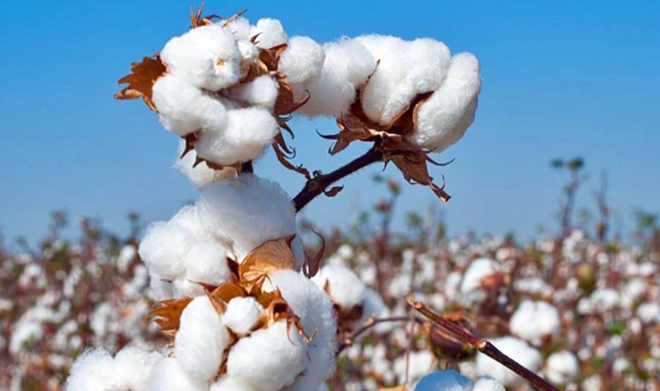US cotton-made RMG to get duty‑free access