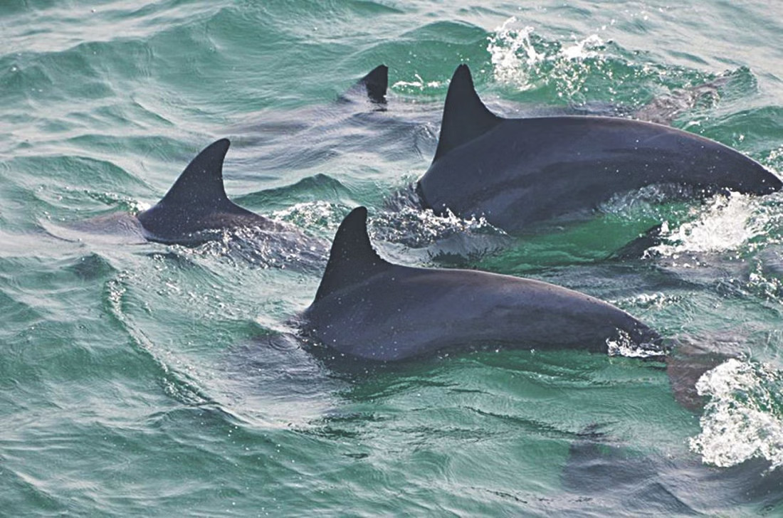 Creating a community for conservation