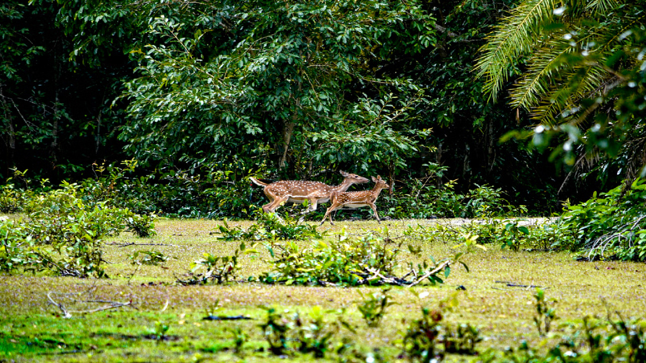 Bangladesh’s way forward to biodiversity conservation
