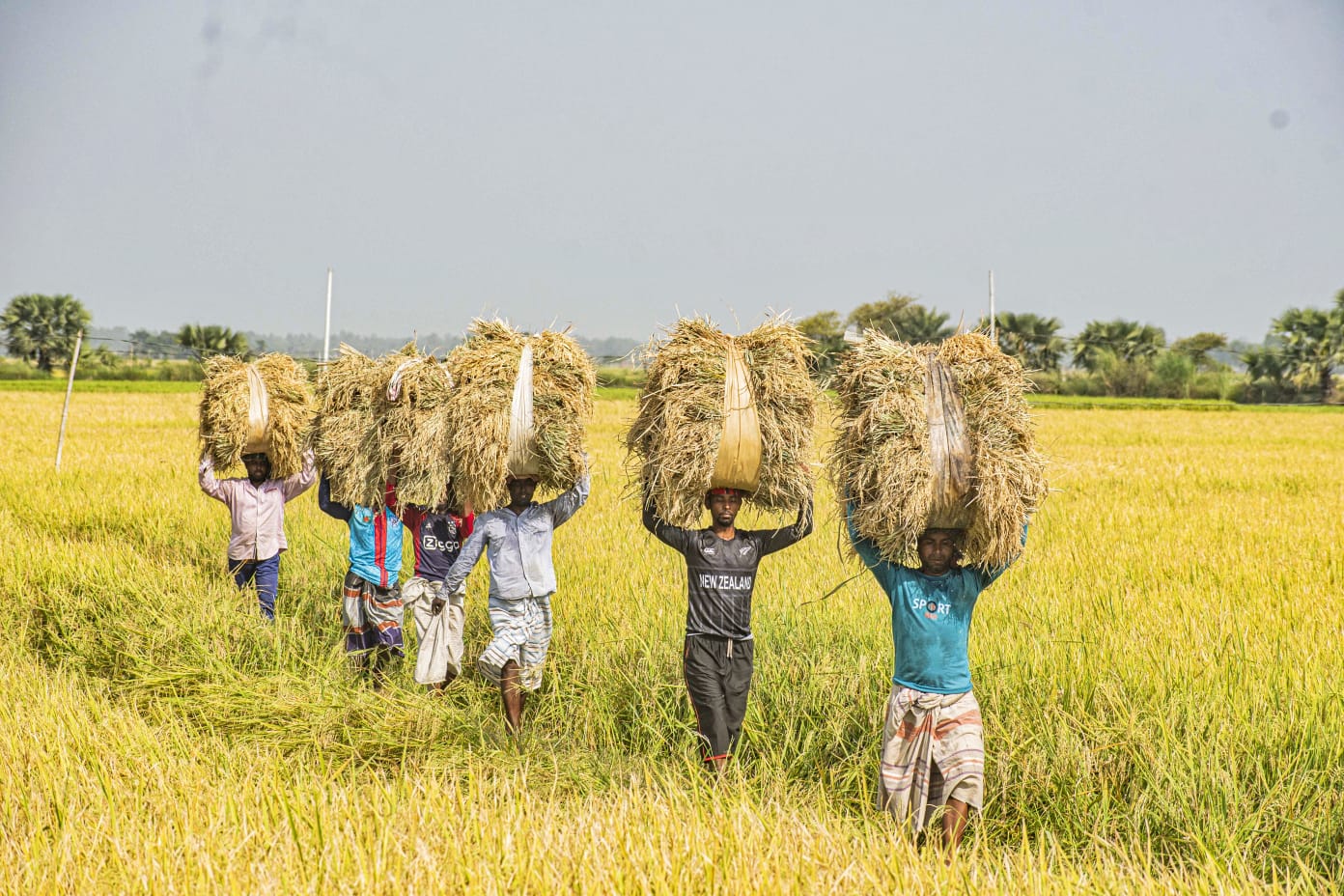 Circular agricultural platform can benefit farmers and consumers