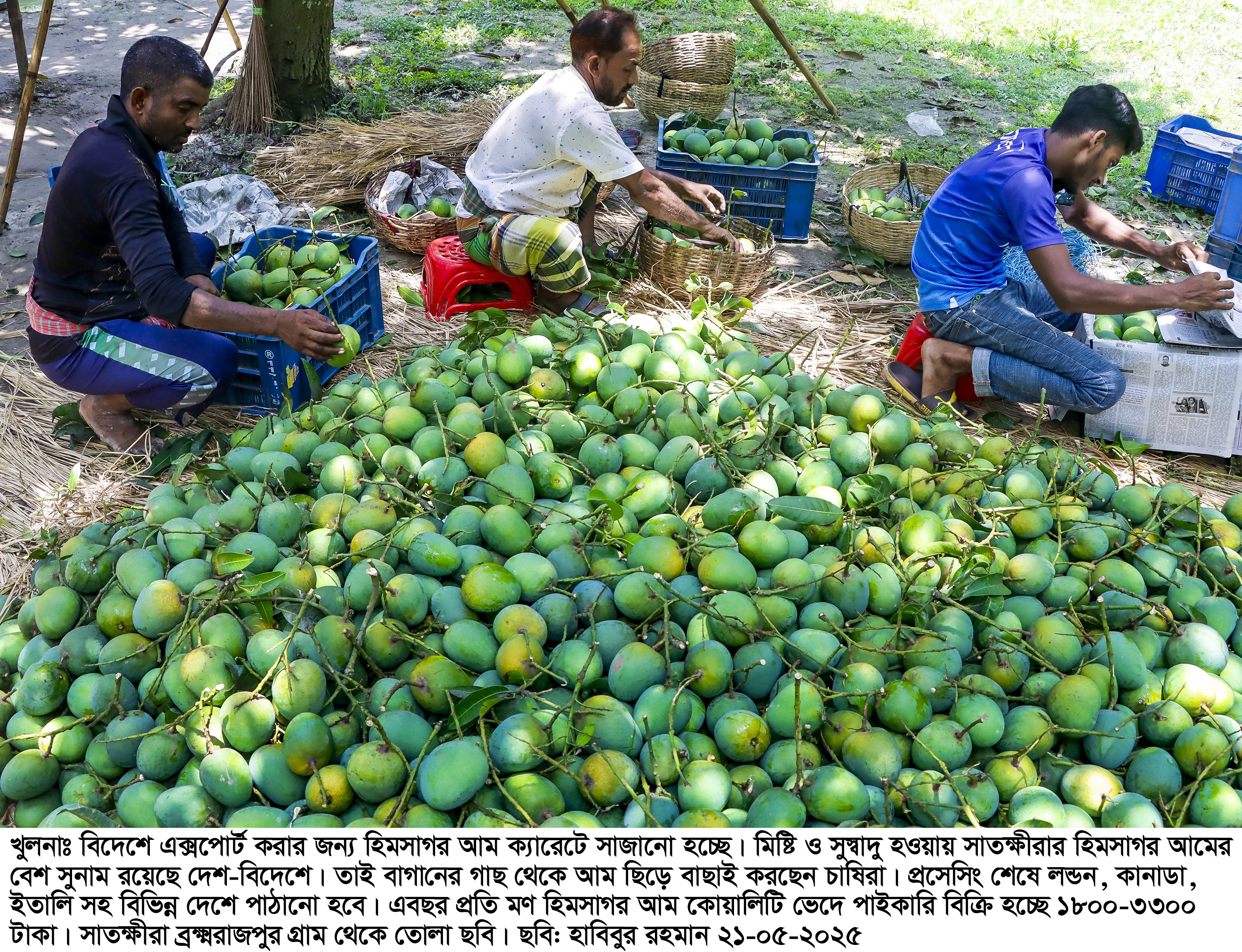 New processing plant to strengthen Bangladesh’s mango exports