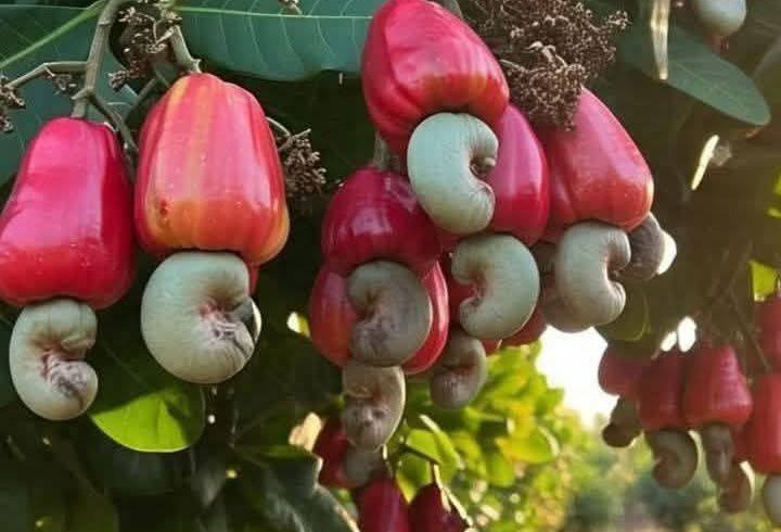 Cashew nut cultivation gaining ground in Sherpur hills