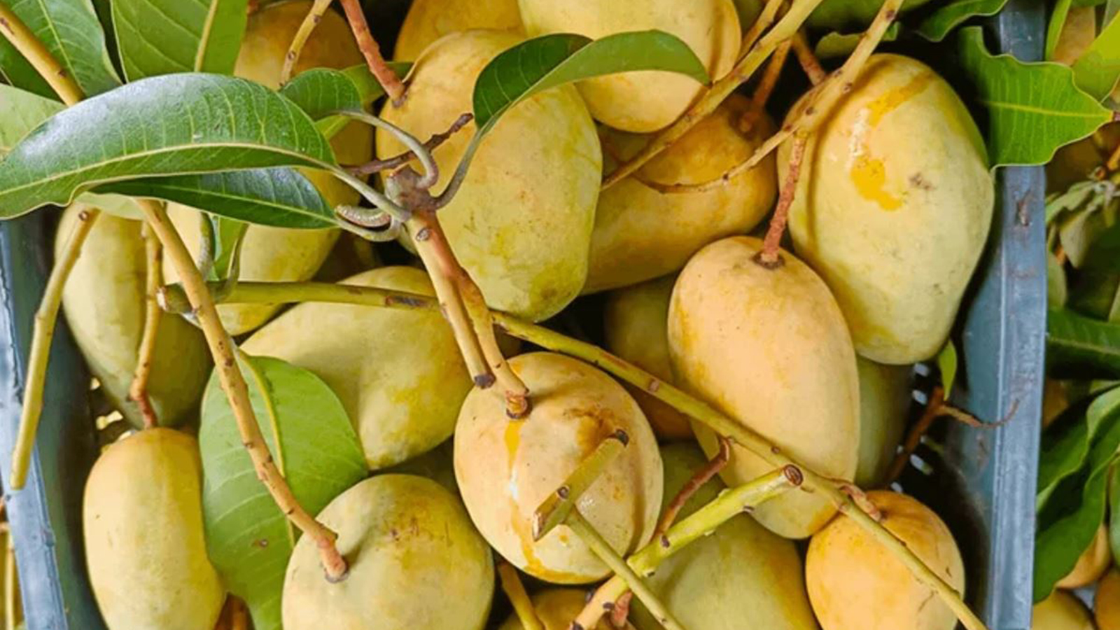 Mango export season kicks off with hopes for higher earnings