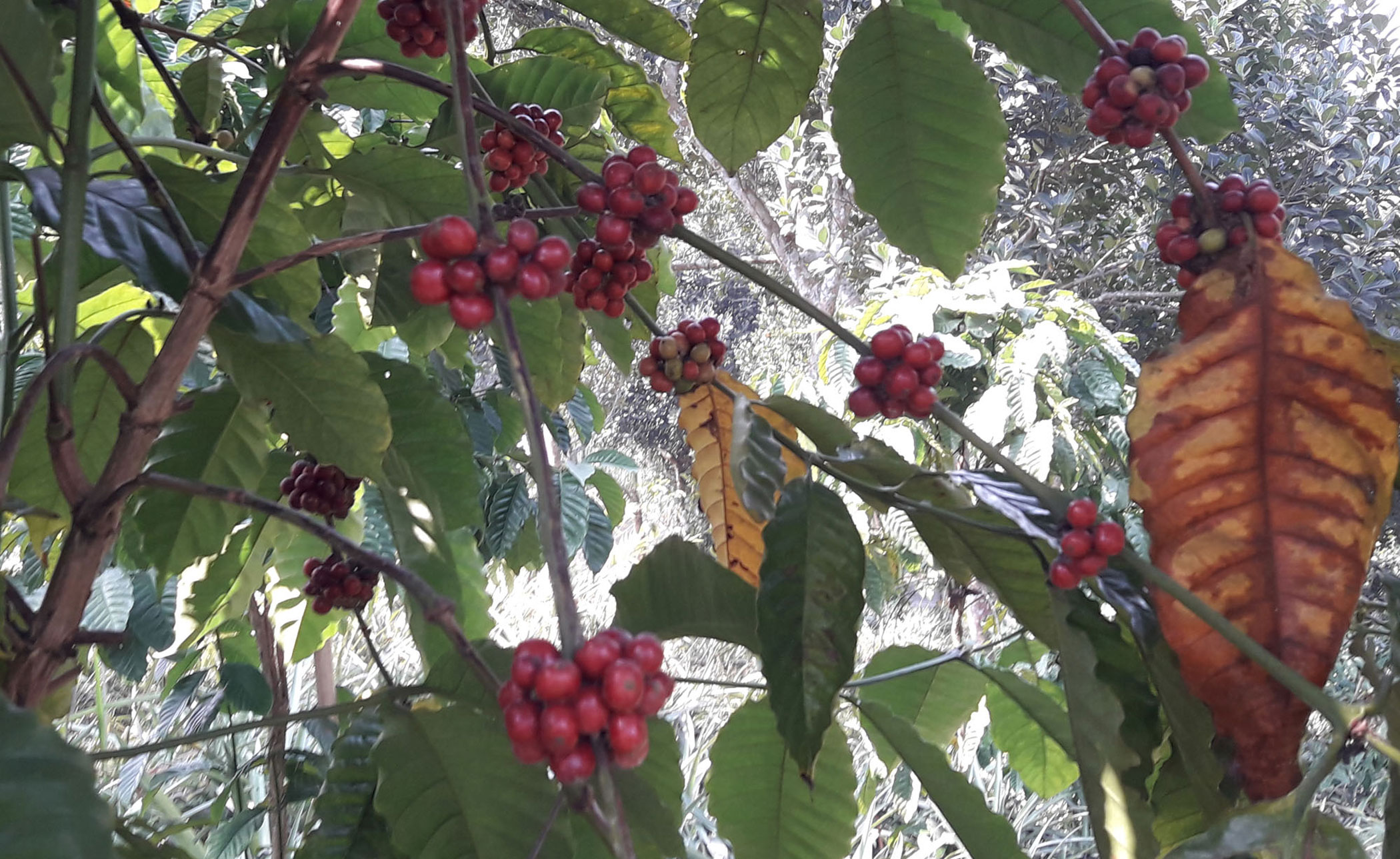 Coffee cultivation gains ground in Moulvibazar